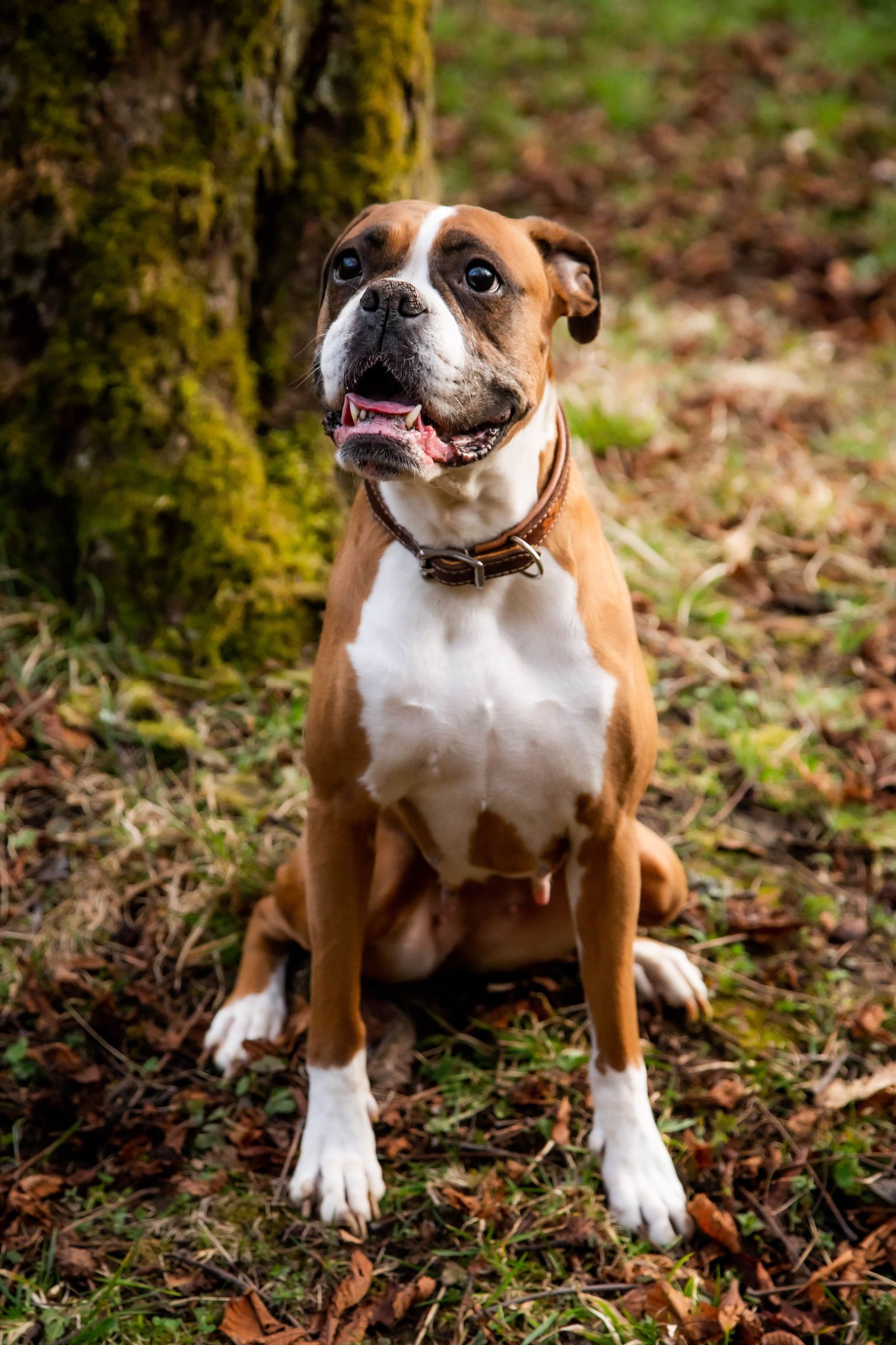 Luna - Boxer Hund